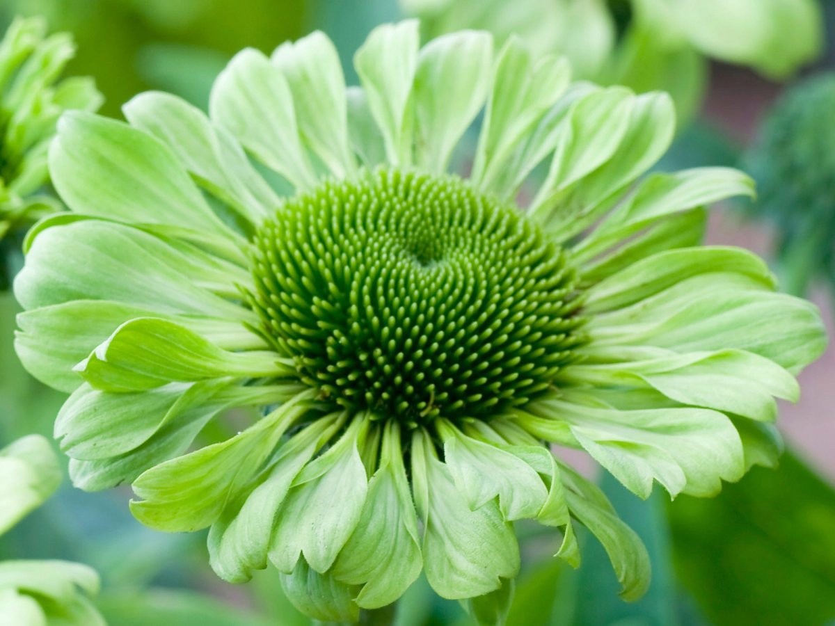 Echinacea purpurea Green Jewel