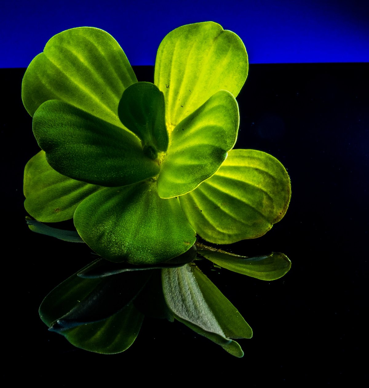 Foliage цветок