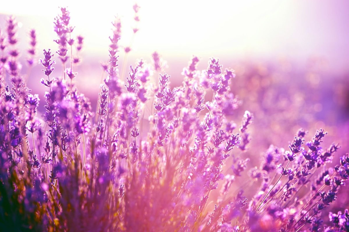 Лаванда Lavandula Folgate