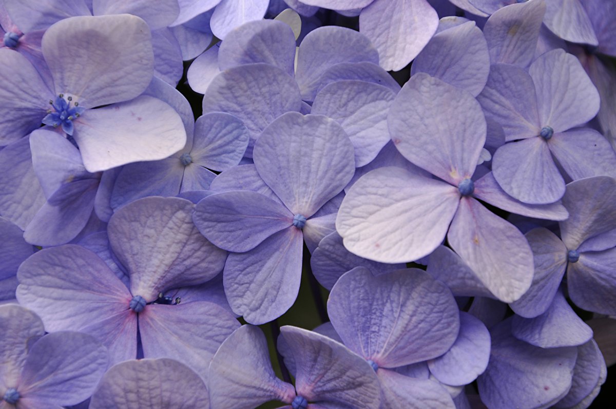 Гортензия Light Purple