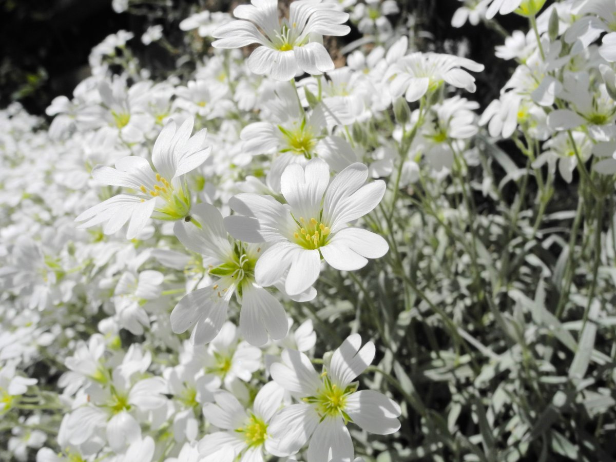 Ясколка войлочная (Cerastium tomentosum)