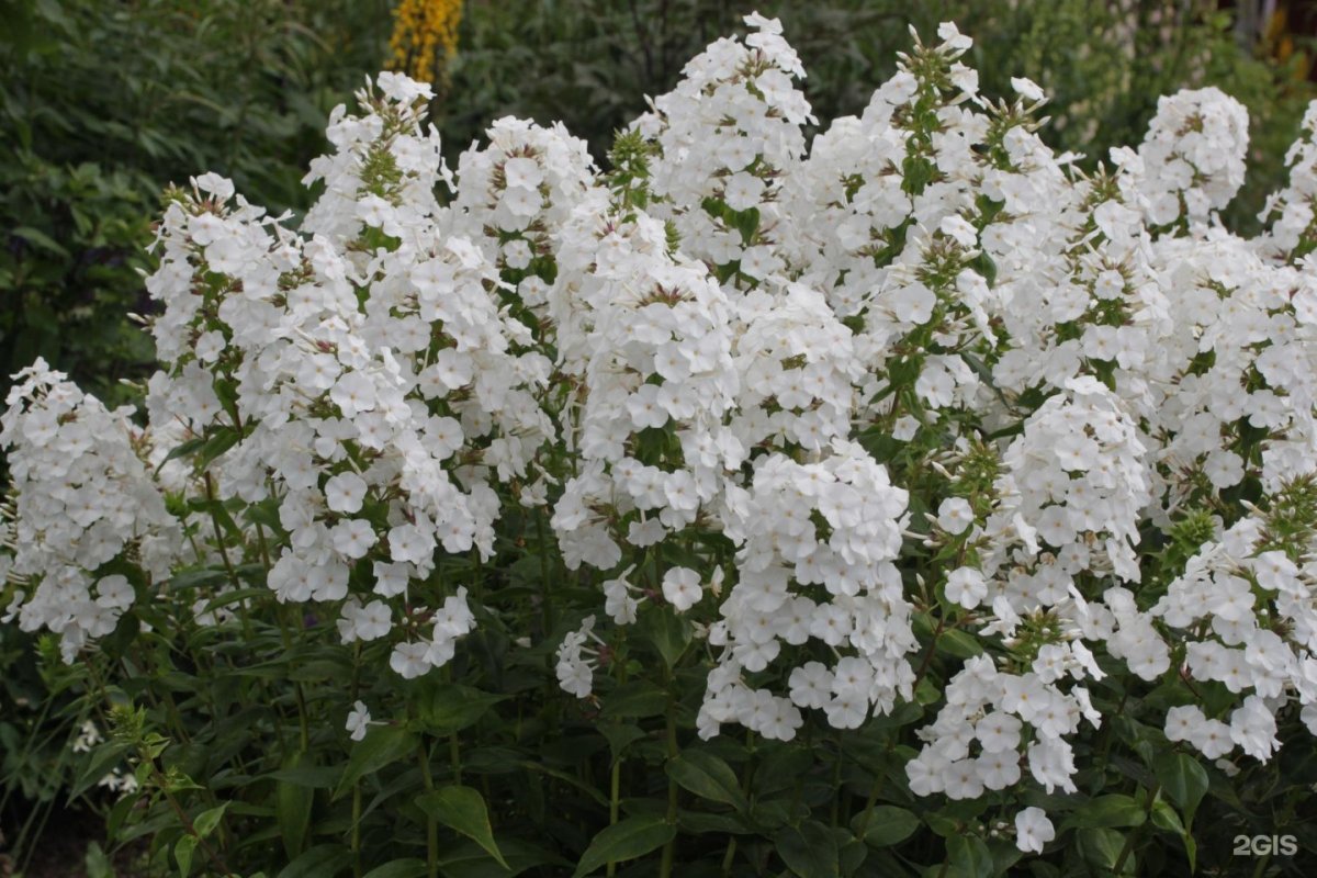 Флокс Шнеелавин