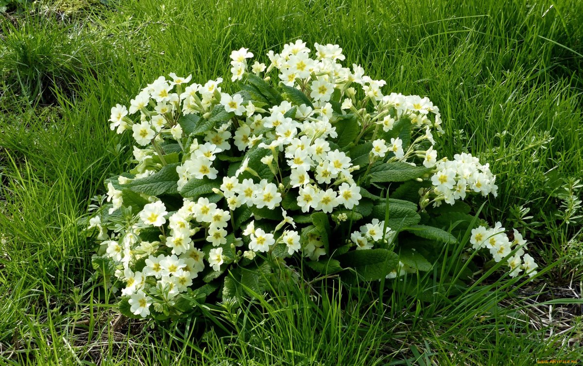 Примула белая