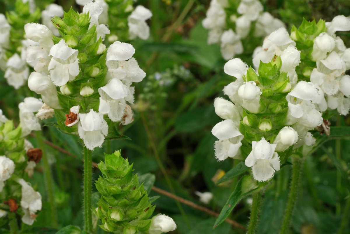 Prunella grandiflora