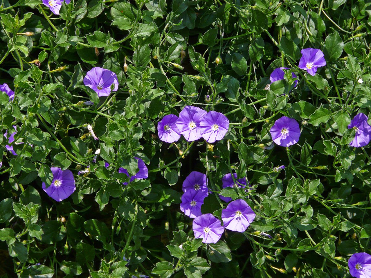 Вьюнок bindweed