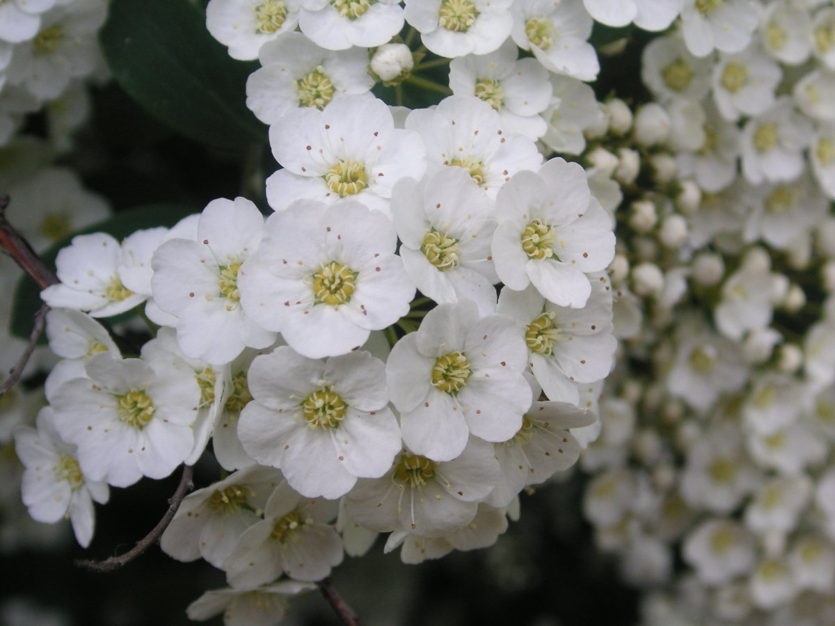 Спирея городчатая (Spiraea crenata)