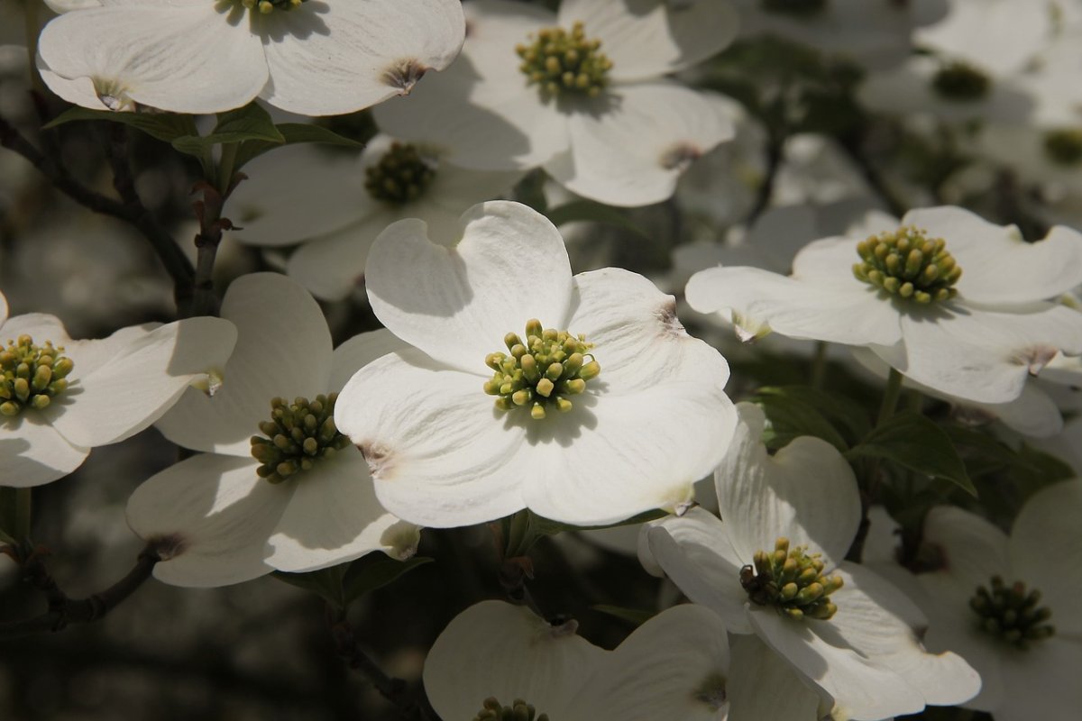 Dogwood растение